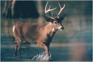 Deer